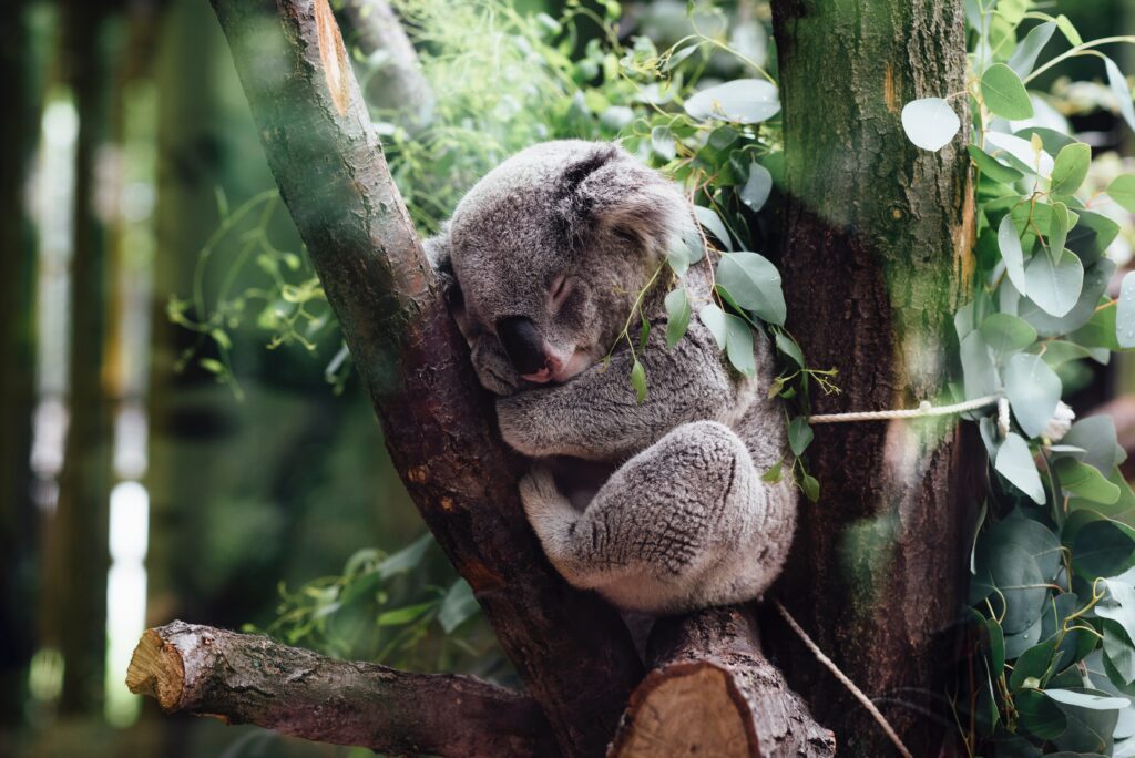Koala RESTing, Photo by Jordan Whitt on Unsplash